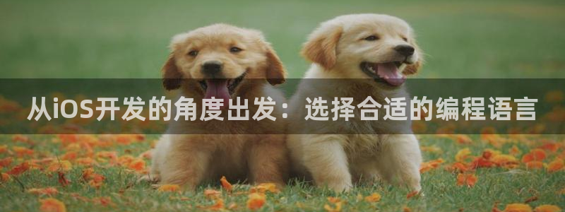 沐鸣2代理注册：从iOS开发的角度出发：选择合适的编程语言